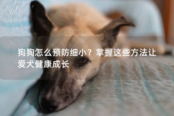 狗狗怎么预防细小？掌握这些方法让爱犬健康成长