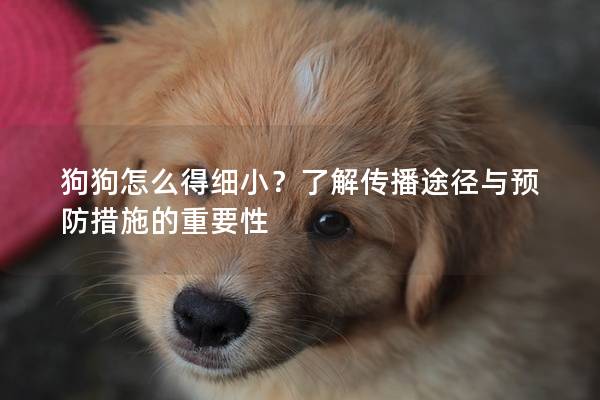 狗狗怎么得细小？了解传播途径与预防措施的重要性