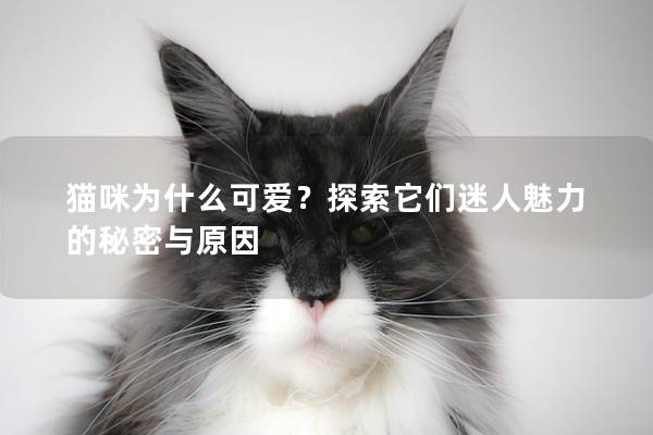 猫咪为什么可爱？探索它们迷人魅力的秘密与原因