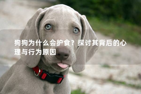 狗狗为什么会护食？探讨其背后的心理与行为原因