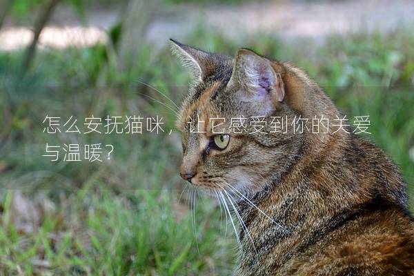 怎么安抚猫咪，让它感受到你的关爱与温暖？