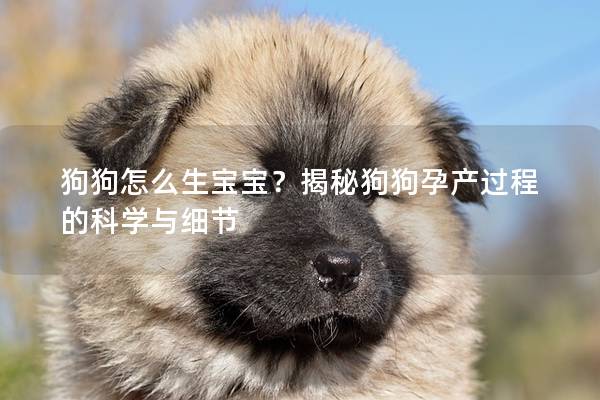 狗狗怎么生宝宝？揭秘狗狗孕产过程的科学与细节