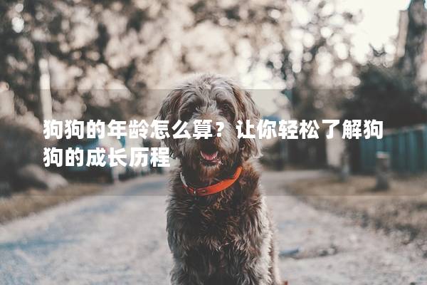 狗狗的年龄怎么算？让你轻松了解狗狗的成长历程