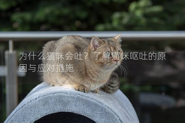 为什么猫咪会吐？了解猫咪呕吐的原因与应对措施