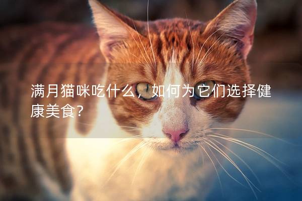 满月猫咪吃什么，如何为它们选择健康美食？