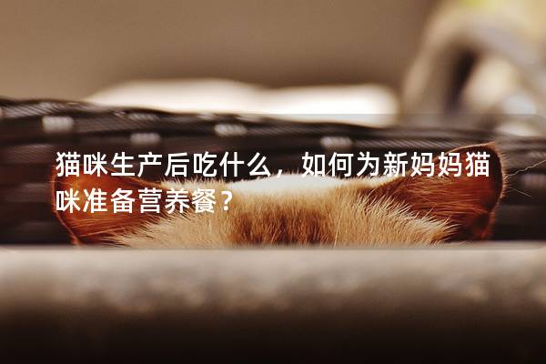 猫咪生产后吃什么，如何为新妈妈猫咪准备营养餐？
