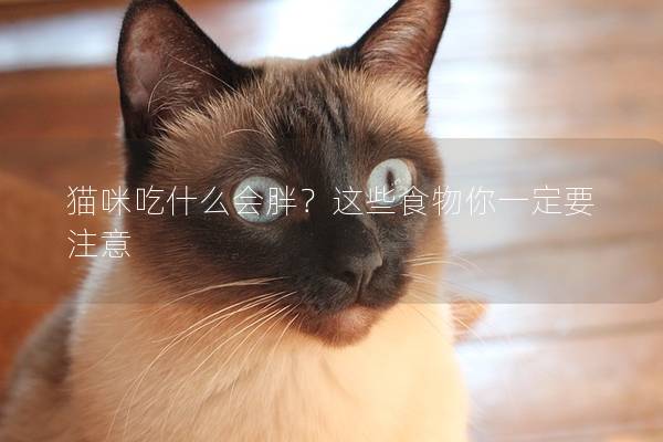 猫咪吃什么会胖？这些食物你一定要注意