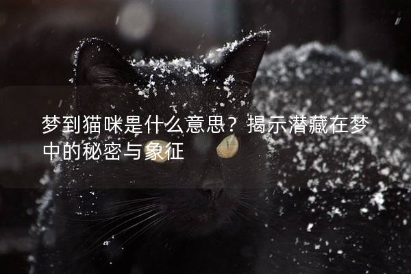梦到猫咪是什么意思？揭示潜藏在梦中的秘密与象征