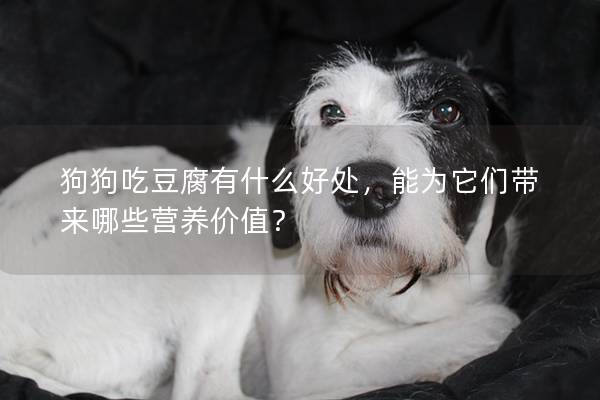狗狗吃豆腐有什么好处，能为它们带来哪些营养价值？