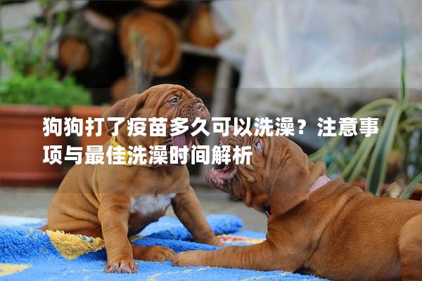 狗狗打了疫苗多久可以洗澡？注意事项与最佳洗澡时间解析