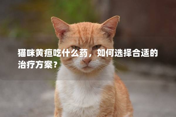 猫咪黄疸吃什么药，如何选择合适的治疗方案？