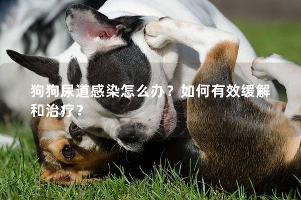 狗狗尿道感染怎么办？如何有效缓解和治疗？