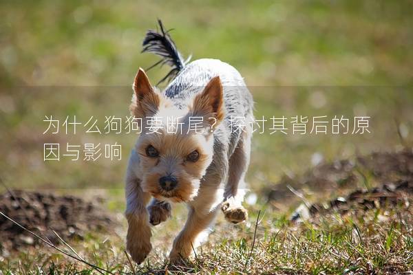 为什么狗狗要断尾？探讨其背后的原因与影响