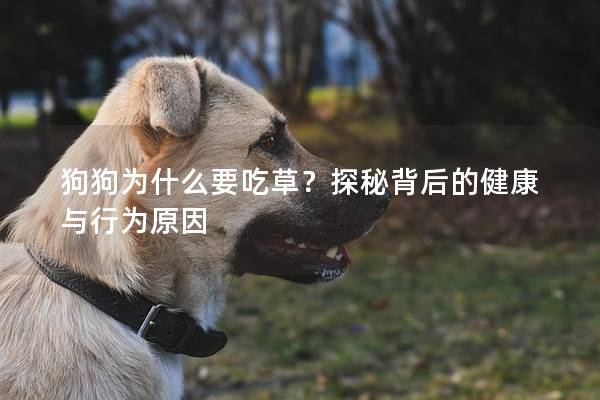 狗狗为什么要吃草？探秘背后的健康与行为原因