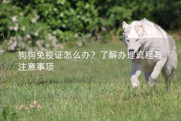 狗狗免疫证怎么办？了解办理流程与注意事项