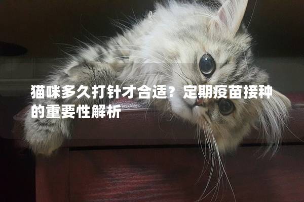 猫咪多久打针才合适？定期疫苗接种的重要性解析
