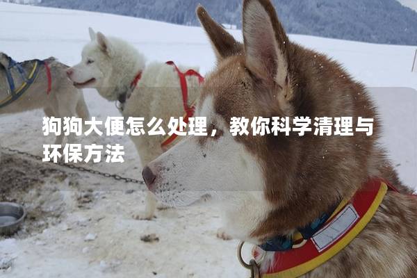 狗狗大便怎么处理,教你科学清理与环保方法 狗狗大便怎么处理,教你科学清理与环保方法