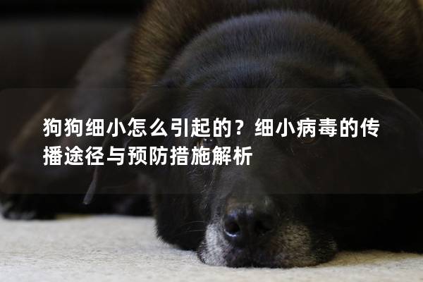 狗狗细小怎么引起的？细小病毒的传播途径与预防措施解析