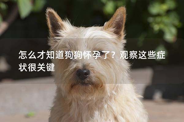怎么才知道狗狗怀孕了?观察这些症状很关键 怎么才知道狗狗怀孕了?观察这些症状很关键