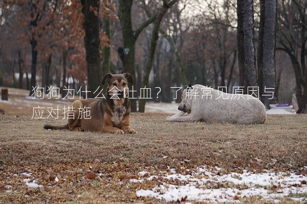 狗狗为什么会吐血？了解常见原因与应对措施