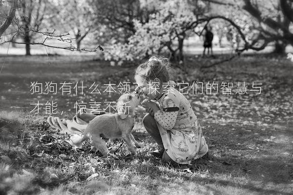 狗狗有什么本领?探索它们的智慧与才能,惊喜不断 狗狗有什么本领?探索它们的智慧与才能,惊喜不断