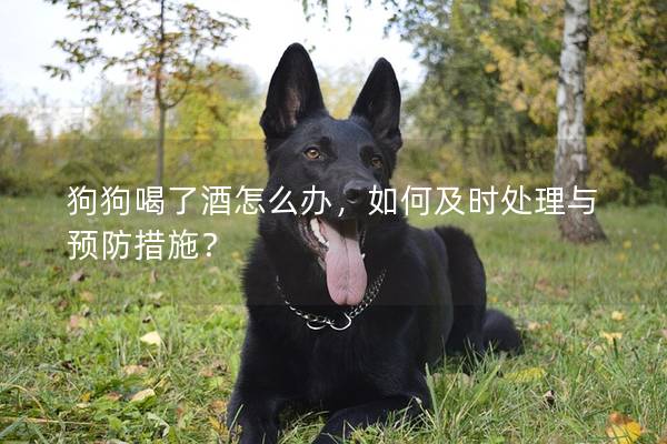 狗狗喝了酒怎么办，如何及时处理与预防措施？