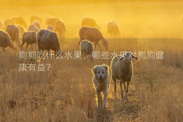 狗狗吃什么水果，哪些水果对狗狗健康有益？