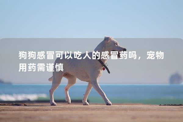 狗狗感冒可以吃人的感冒药吗，宠物用药需谨慎