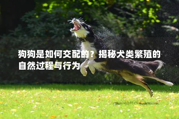 狗狗是如何交配的？揭秘犬类繁殖的自然过程与行为