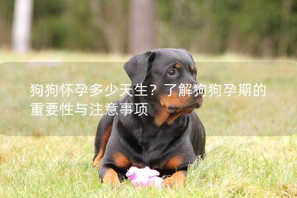 狗狗怀孕多少天生？了解狗狗孕期的重要性与注意事项