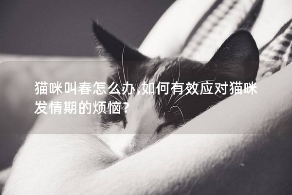 猫咪叫春怎么办,如何有效应对猫咪发情期的烦恼？