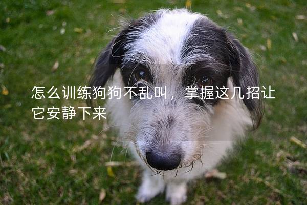 怎么训练狗狗不乱叫，掌握这几招让它安静下来