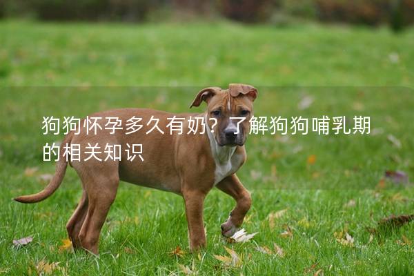 狗狗怀孕多久有奶？了解狗狗哺乳期的相关知识