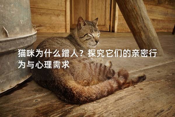 猫咪为什么蹭人？探究它们的亲密行为与心理需求