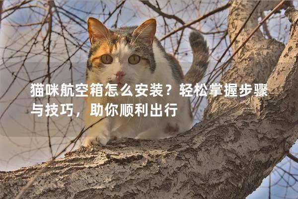 猫咪航空箱怎么安装？轻松掌握步骤与技巧，助你顺利出行