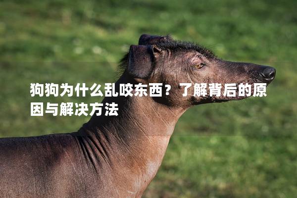 狗狗为什么乱咬东西?了解背后的原因与解决方法 狗狗为什么乱咬东西?了解背后的原因与解决方法