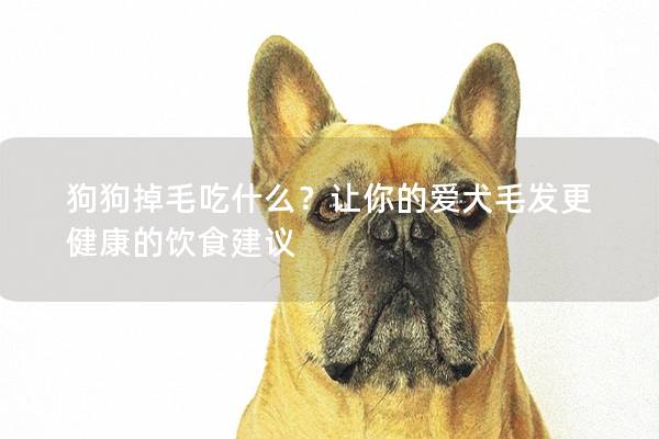 狗狗掉毛吃什么?让你的爱犬毛发更健康的饮食建议 狗狗掉毛吃什么?让你的爱犬毛发更健康的饮食建议