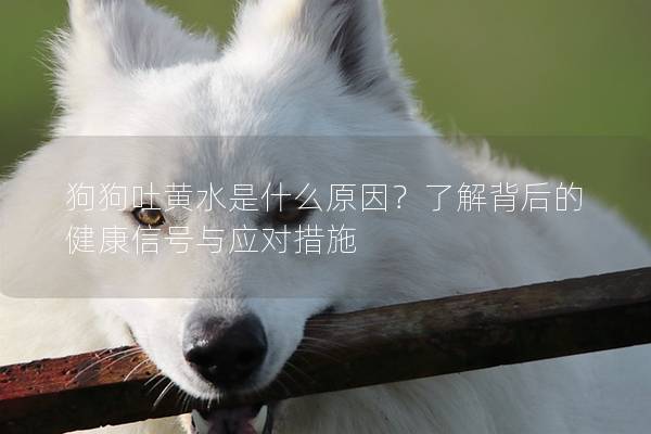 狗狗吐黄水是什么原因?了解背后的健康信号与应对措施 狗狗吐黄水是什么原因?了解背后的健康信号与应对措施