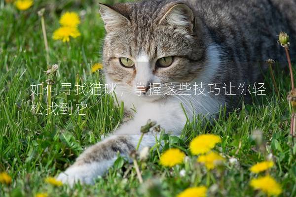 如何寻找猫咪，掌握这些技巧让你轻松找到它