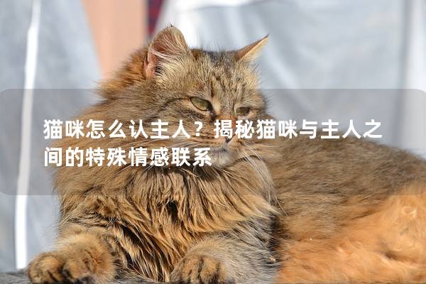 猫咪怎么认主人？揭秘猫咪与主人之间的特殊情感联系