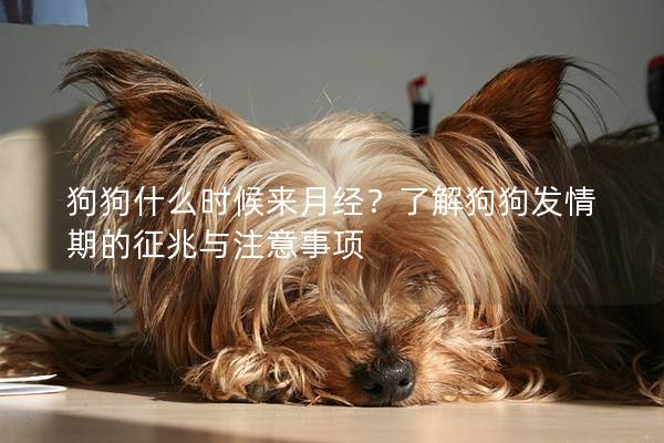 狗狗什么时候来月经？了解狗狗发情期的征兆与注意事项