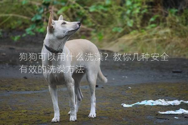 狗狗可以用什么洗澡？教你几种安全有效的洗澡方法