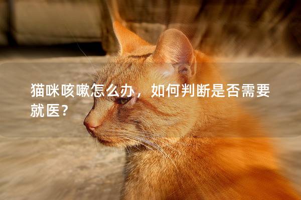 猫咪咳嗽怎么办，如何判断是否需要就医？