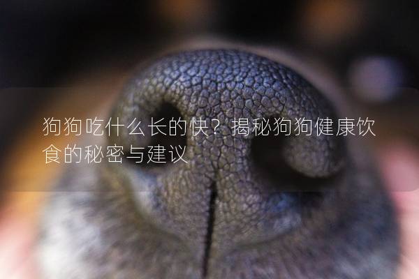 狗狗吃什么长的快？揭秘狗狗健康饮食的秘密与建议