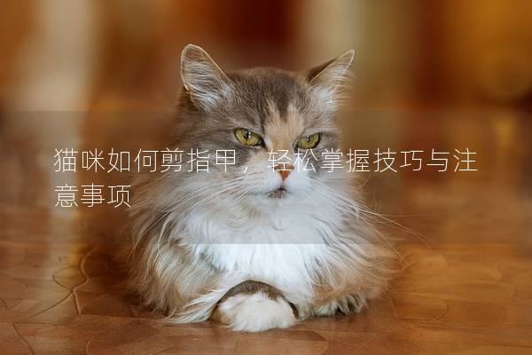 猫咪如何剪指甲，轻松掌握技巧与注意事项