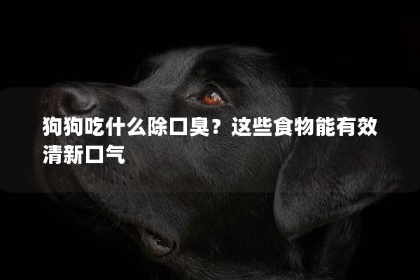 狗狗吃什么除口臭？这些食物能有效清新口气