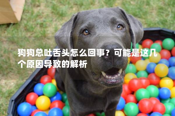 狗狗总吐舌头怎么回事？可能是这几个原因导致的解析