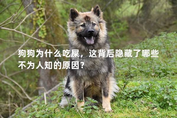 狗狗为什么吃屎，这背后隐藏了哪些不为人知的原因？