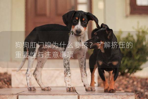狗狗肛门腺为什么要挤？了解挤压的重要性与注意事项