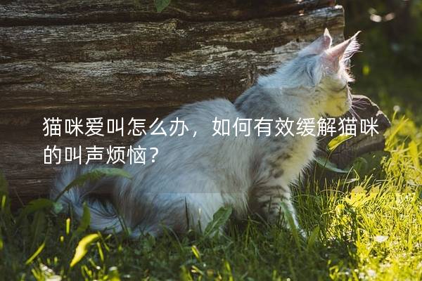 猫咪爱叫怎么办，如何有效缓解猫咪的叫声烦恼？